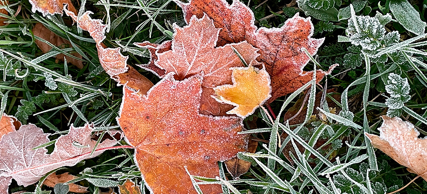 Nach einem ersehnten Regen
