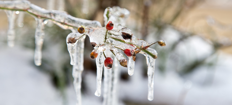 Nach einem ersehnten Regen