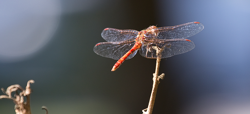Libelle beim frühherbstlichen Sonnenbad