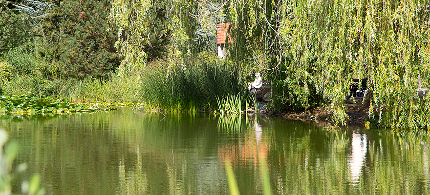 Libelle beim frühherbstlichen Sonnenbad