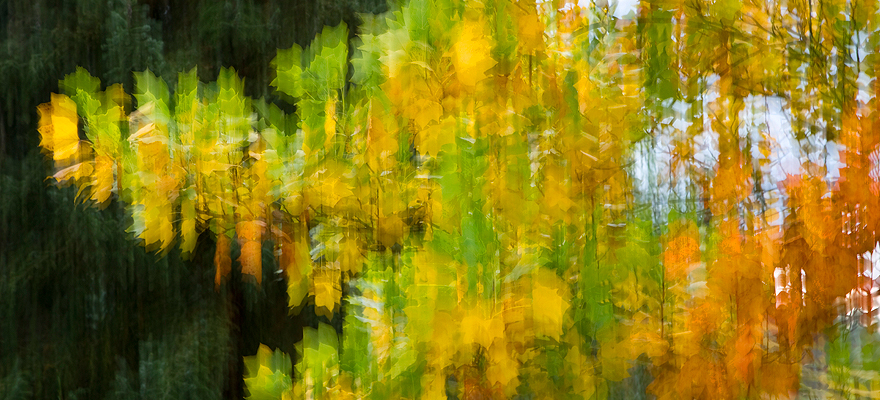 Herbststurm im Blätterwald