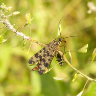 Gemeine Skorpionsfliege (Panorpa communis)
