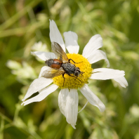 Rotgefleckte Raupenfliege (Eriothrix rufomaculatus)