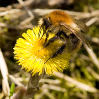 Ackerhummel (Bombus pascuorum)