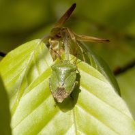 Gemeine Stinkwanze (Palomena prasina)