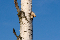 Pareidolie - Die eineiige Birke (m??)