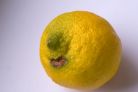 Pareidolie - Die verliebte Zitrone