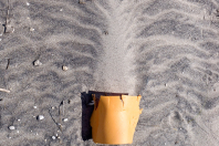 Pareidolie - Strandpflanzung