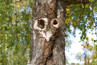 Pareidolie - Eulenbaum