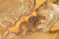 Pareidolie - Muster im Sandstein "Wieviel Tiere kannst Du erkennen??"