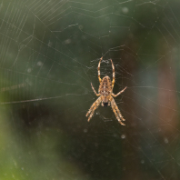 Kreuzspinne auf Futterfang