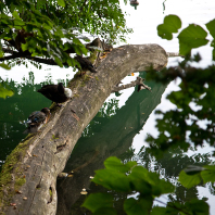 Am Liepnitzsee - Entenrast